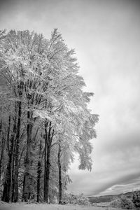 Trees - Cansiglio forest