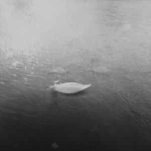 Sentimental Journey VII