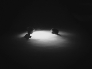 Bowl of Light
