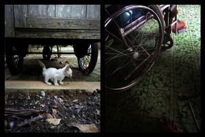 cat walk wheel © Indra Widi