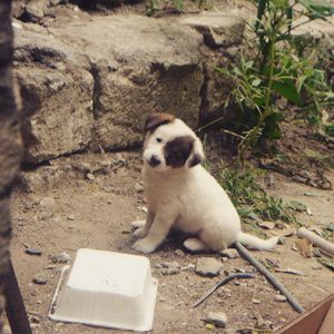 Street dog