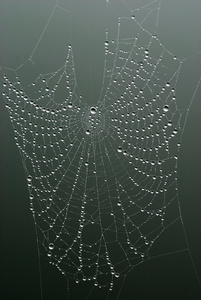 Spare Web