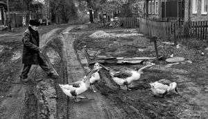 Kasimov geese.