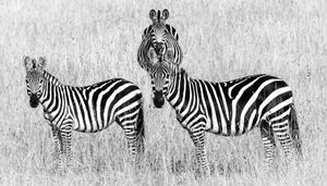Three Zebras