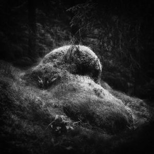 Norwegian Forest Mysteries