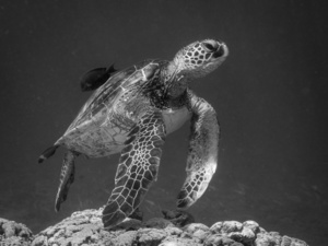 Hovering at the Cleaning Station