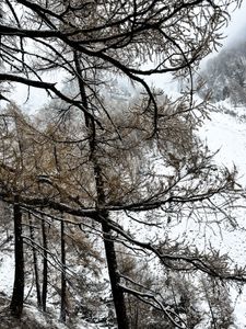 WinterGold