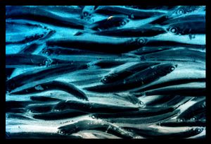 Blue fish