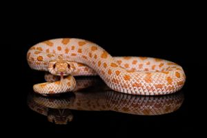 Western Hognose Snake
