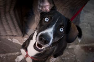 Blue-Eye_Puppy