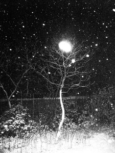Tree #2