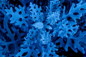 trans blue