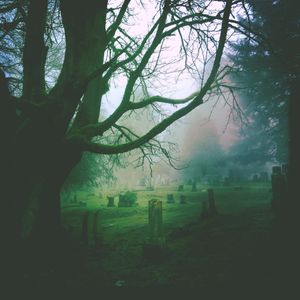 Cemetery Trees, Everett WA
