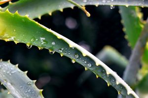 Dripdrop