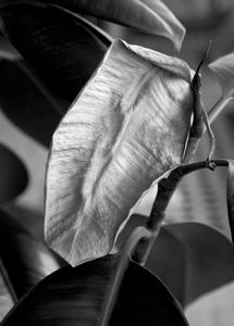 The remarkable resilience of a rubber plant - Golden Age