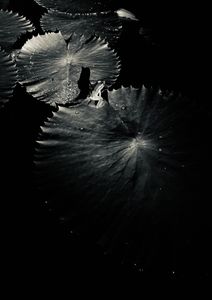 Palaka