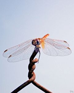 Freedom