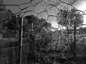 Cobweb Community Gardens