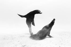 Sea Lions