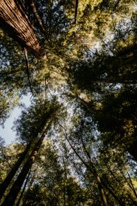 Daydreaming With Redwoods