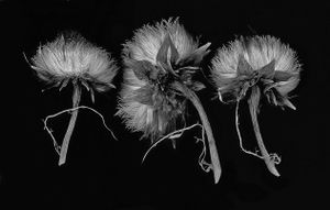 Thistle x 3