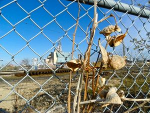 Still life with fence, milkweed, railway, Ferris wheel, and The Canadian Museum for Human Rights