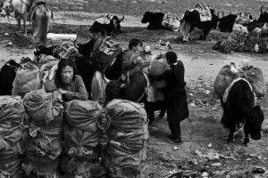 Just outside the settlement of Manigange, a team of Khampa men load up a caravan of yak with traditional leather sacks, bound for Dege © Michael Freeman