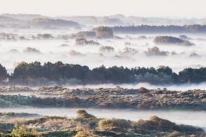 Mist in the dunes