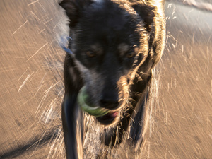 Untitled from the series DOG PARK