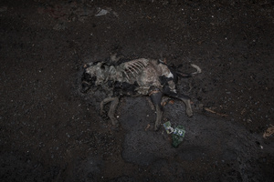 Life in Waste