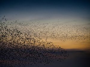 A murmuration of starlings