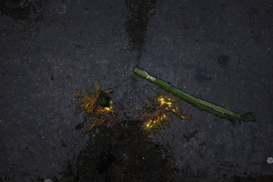 Pavement 5