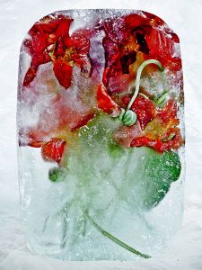Cold II