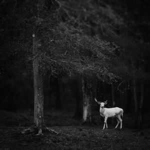 White Fallow Buck
