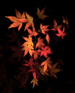 Japanese Maple