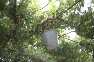 Verjuice (Verjus, called ab-ghooreh in Persian)