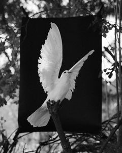 Dove