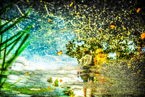 Water Garden