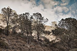 Bronze Trees and a Cloudy Sky