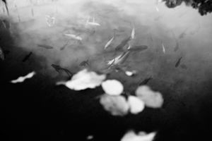 After the rain #12