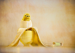 Babana Chick