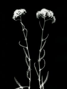 Achillea millefolium (Yarrow) July 2017