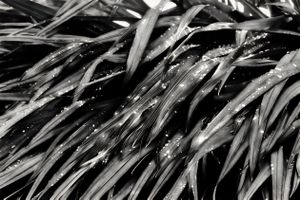 Drops