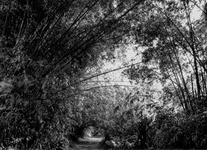 Path, Barrio Las Vegas, Puerto Rico 1976