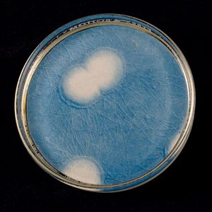 Gonorrhea One