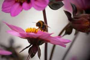 More nectar