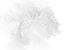 Social Beings 4