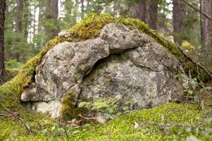 untitled #5 from boreal forest
