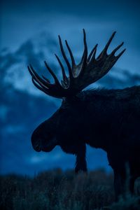 Blue Hour Moose
