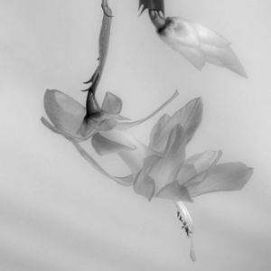 Flowers 16